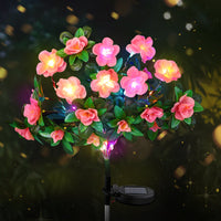Rosa