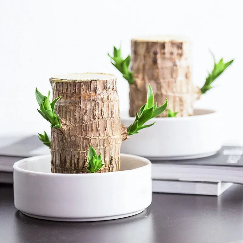Pflanzenschale mit dekorativem Baum