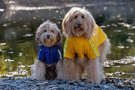 PupJoy - Reflektierende Hunde-Regenjacke mit Kapuze - Sicherer Nachtspaziergang