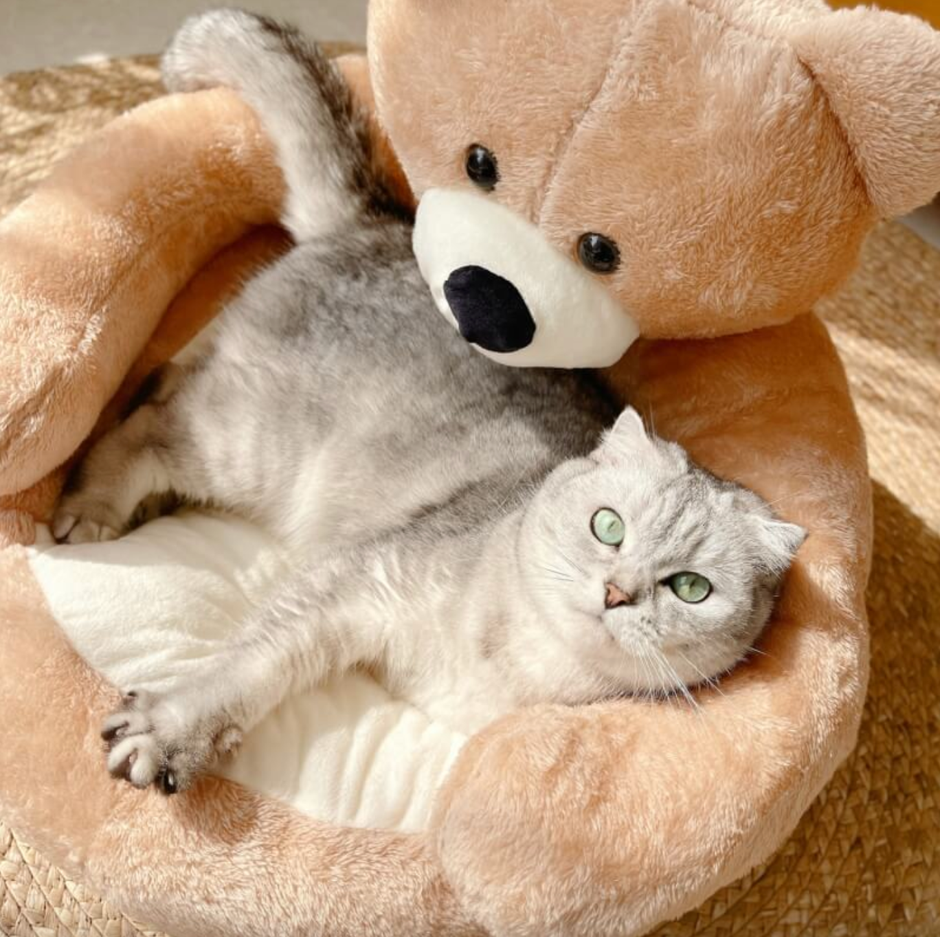 TeddyBear Katzenbett - Für Ultimativen Komfort und Gemütlichkeit