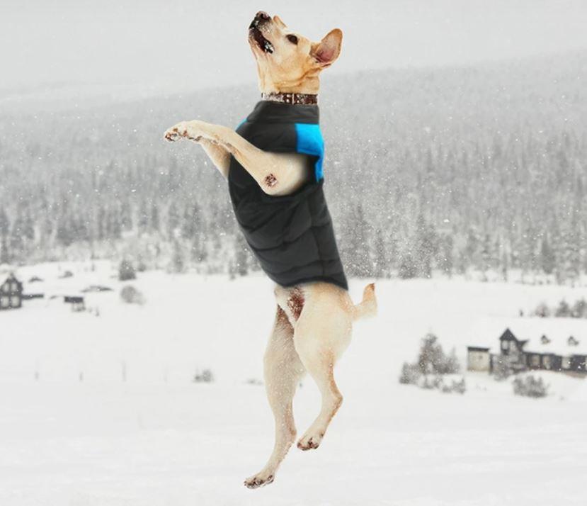 LunaPaws Hundejacke - Warm & Wasserdicht