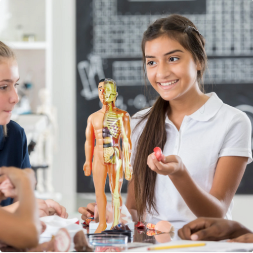 Anatomisches Modell – Pädagogisch und Detailliert