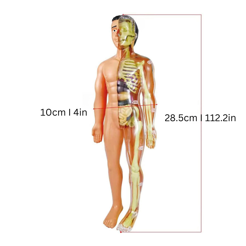 Anatomisches Modell – Pädagogisch und Detailliert