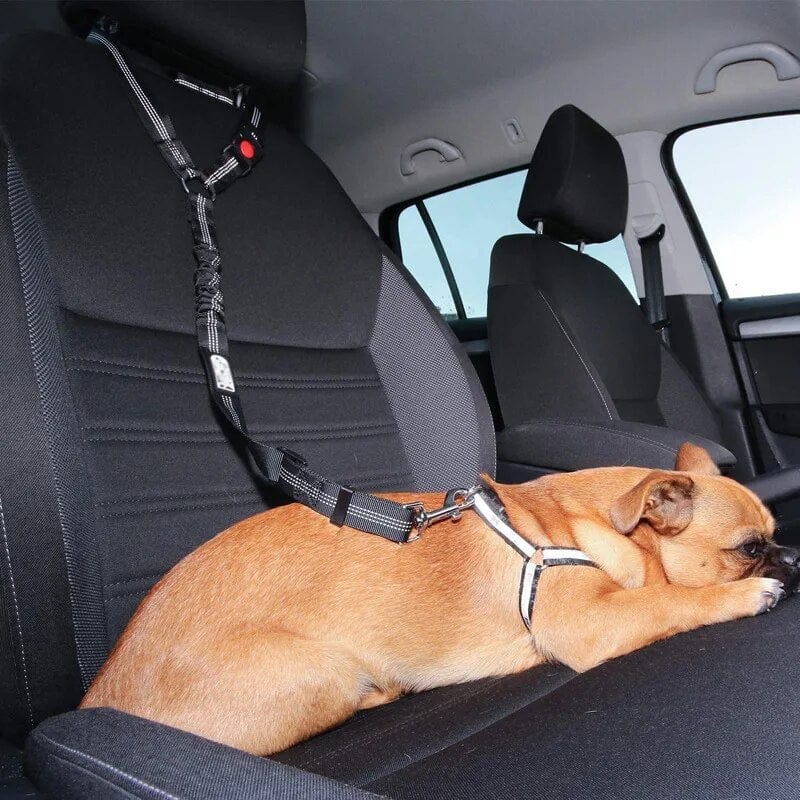 PetSafe – Verstellbarer Autogurt für Hunde