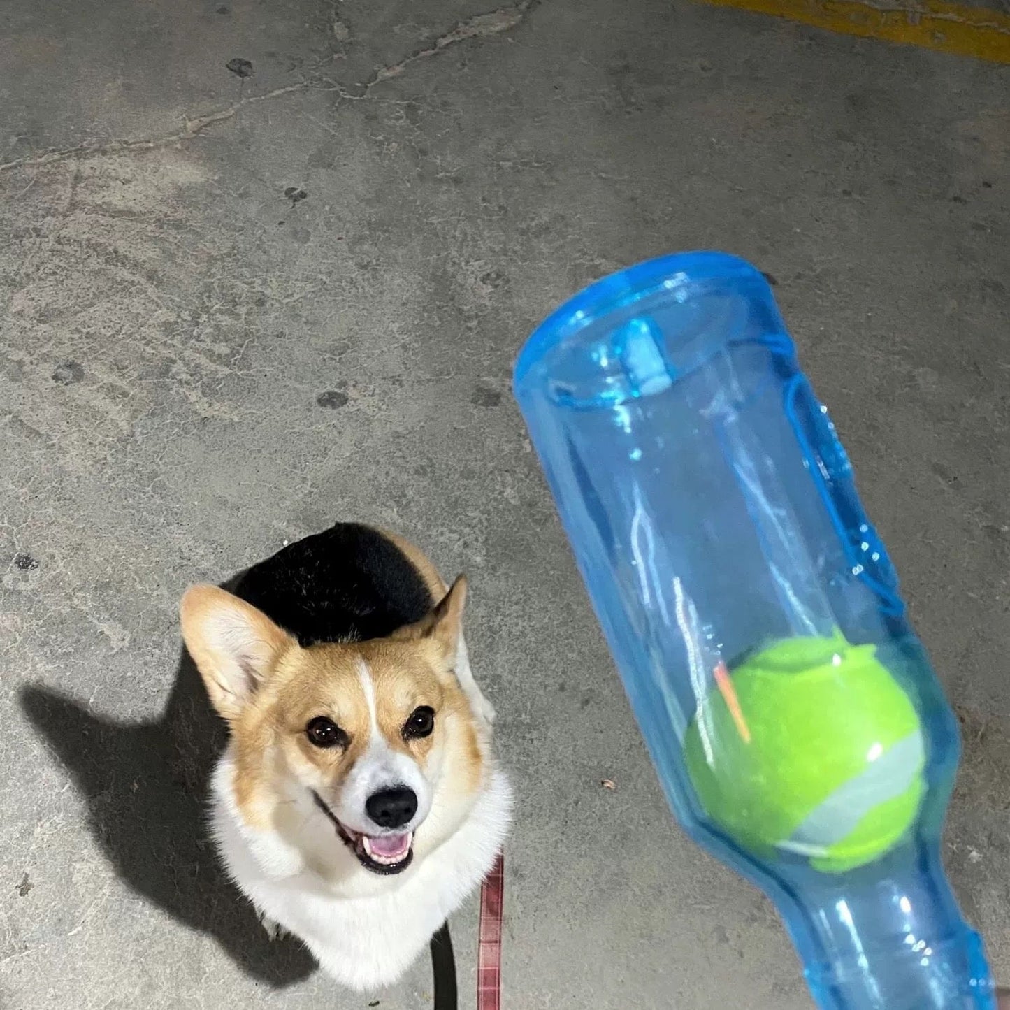 KauFlasche für Hunde – Für vergnügliche Kausessions