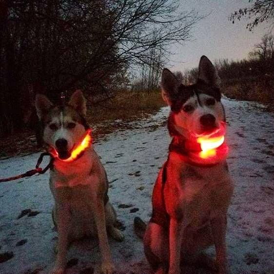 HundSicher Pro – LED-Halsband für Hunde – Fühle dich sicher und stilvoll beim Spaziergang