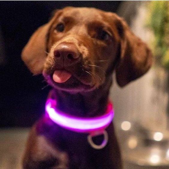 HundSicher Pro – LED-Halsband für Hunde – Fühle dich sicher und stilvoll beim Spaziergang