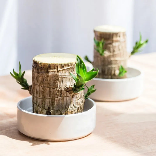 Pflanzenschale mit dekorativem Baum