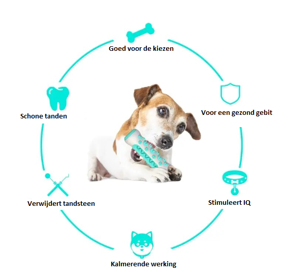 Leckerli Spielrolle für Hunde – Spaß und Belohnung in Einem
