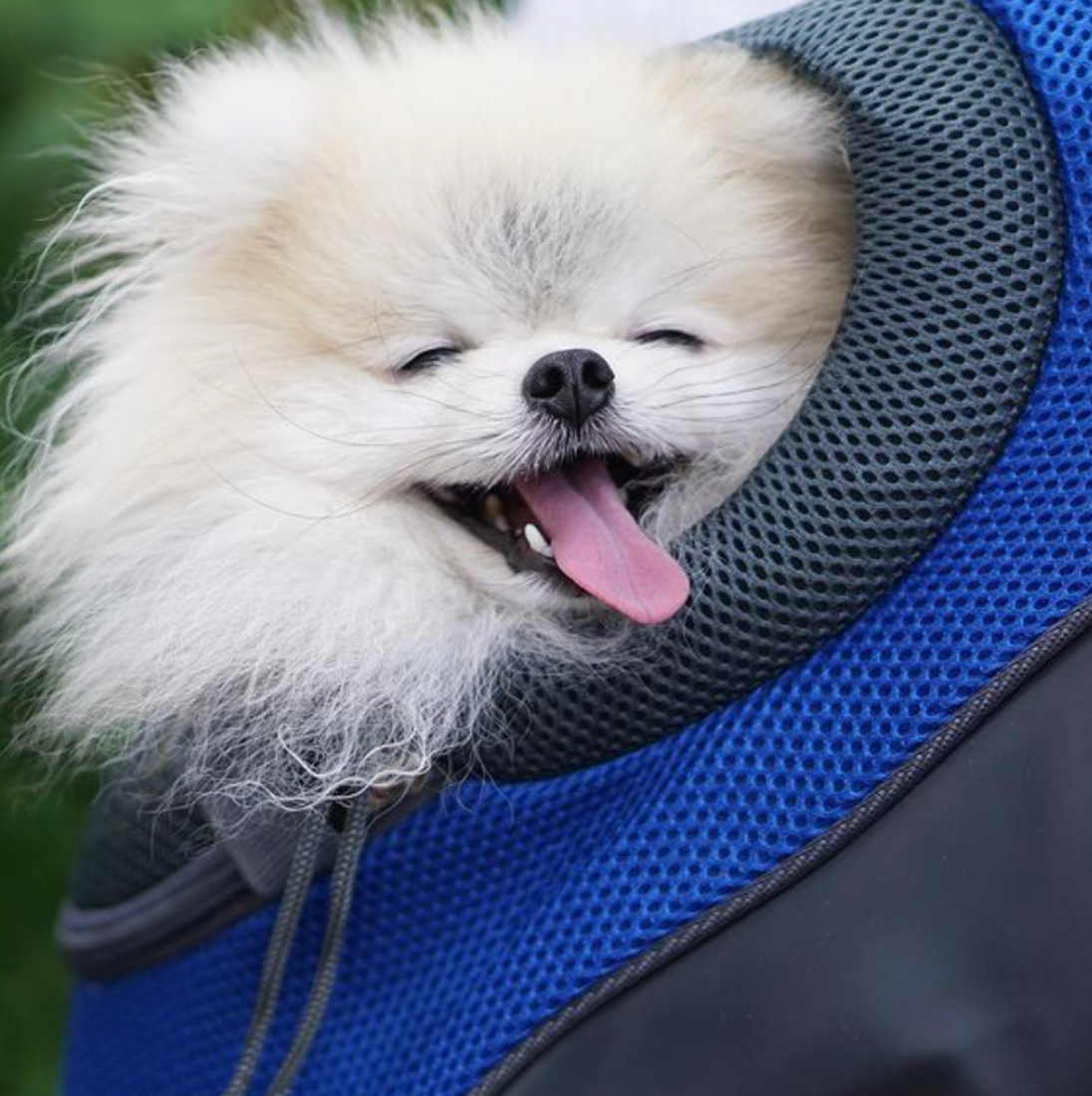 PetAdventure Rucksack – Bequem & Praktisch