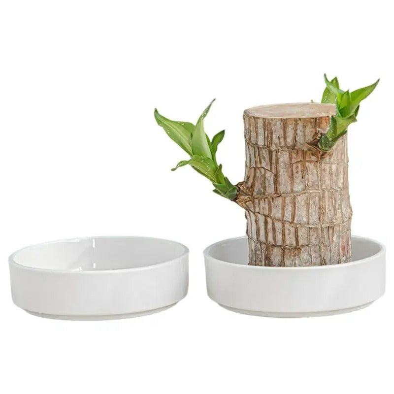 Pflanzenschale mit dekorativem Baum