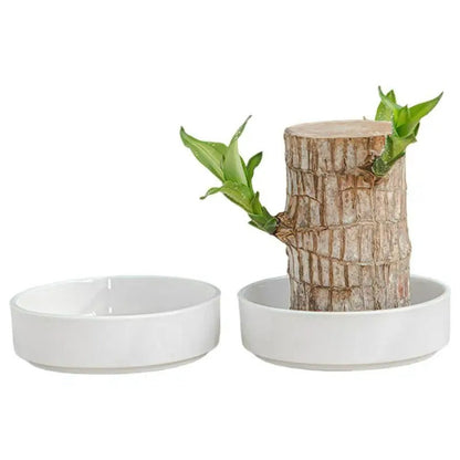 Pflanzenschale mit dekorativem Baum