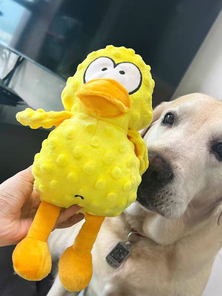 Rocky der Kaubär – Für verspielte Kausmomente